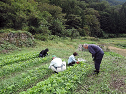 間引き・草取り