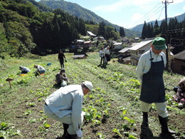 間引き・草取り